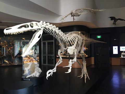 UNE Natural History Museum - Accommodation BNB 0
