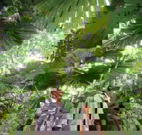 Wet Tropics Rainforest - Accommodation BNB