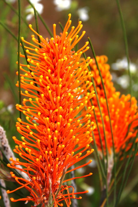 Wongan Hills Wildflowers - Accommodation BNB 0