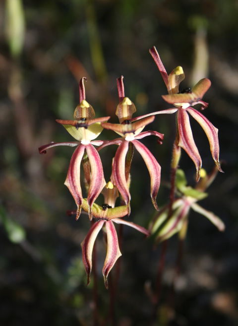 Wongan Hills Wildflowers - Accommodation BNB 1