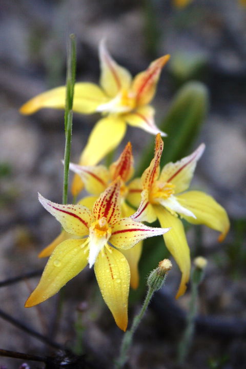 Wongan Hills Wildflowers - Accommodation BNB 2
