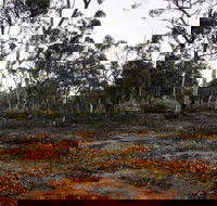 Woylie Walk Dryandra Woodland - Accommodation BNB