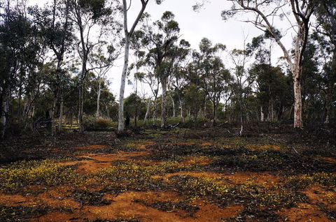 Woylie Walk, Dryandra Woodland - Accommodation BNB 0