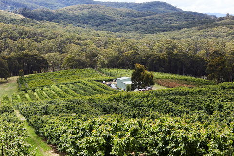 Yarra Valley Cherries - Accommodation BNB 2