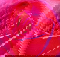 Abandon Stress Mobile Massage - Accommodation BNB