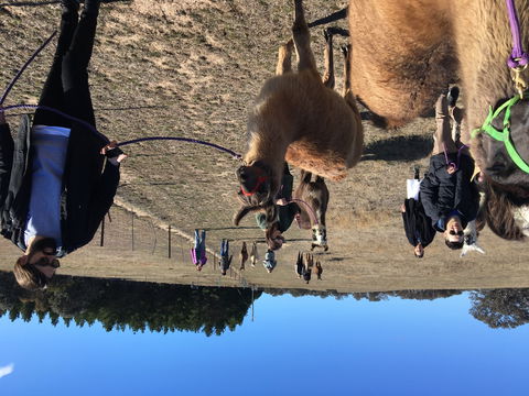 Alpaca Magic Stud - Accommodation BNB 1