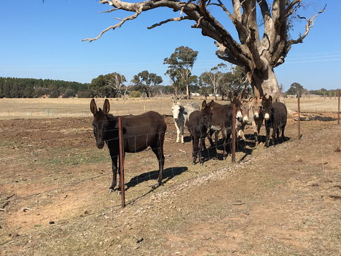 Alpaca Magic Stud - Accommodation BNB 2