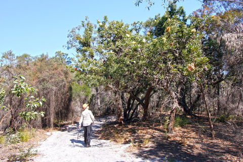 Banksia Track, Burrum Coast National Park - Accommodation BNB 1