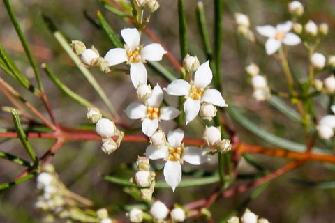Banksia Track, Burrum Coast National Park - Accommodation BNB 2