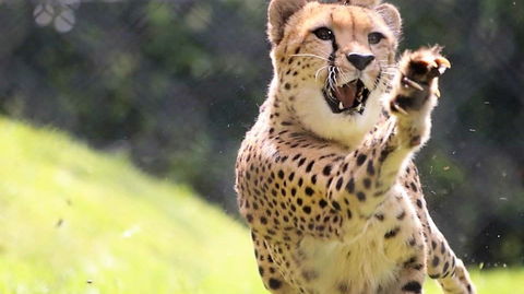 Billabong Zoo: Koala And Wildlife Park - Accommodation BNB 0
