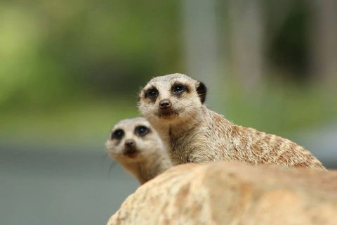 Billabong Zoo: Koala And Wildlife Park - Accommodation BNB 1