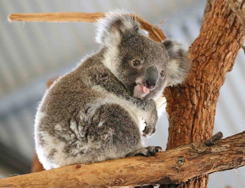 Billabong Zoo: Koala And Wildlife Park - Accommodation BNB 2