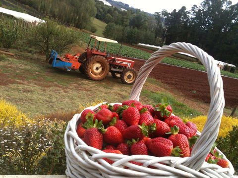 Blue Hills Berries And Cherries - Accommodation BNB 0