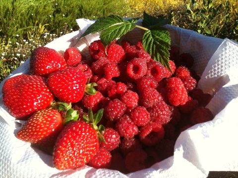 Blue Hills Berries And Cherries - Accommodation BNB 1