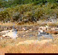 Cape Keraudren Nature Reserve - Accommodation BNB