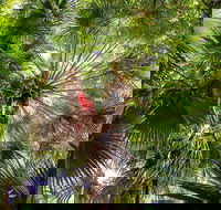 Depot Beach Rainforest Walk - Accommodation BNB