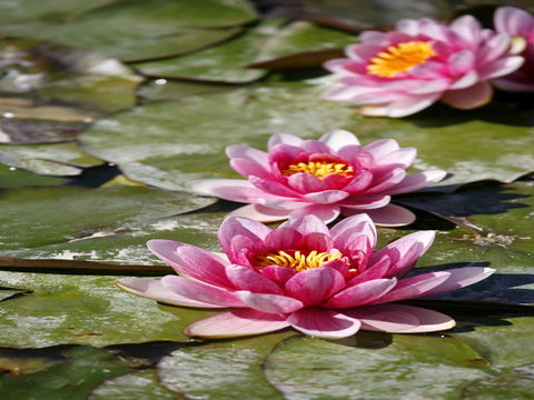 Dubbo Regional Botanic Garden - Closed Until Further Notice - Accommodation BNB 2