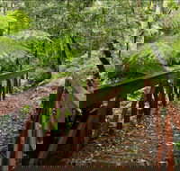 Goodenia Rainforest Walking Track - Accommodation BNB