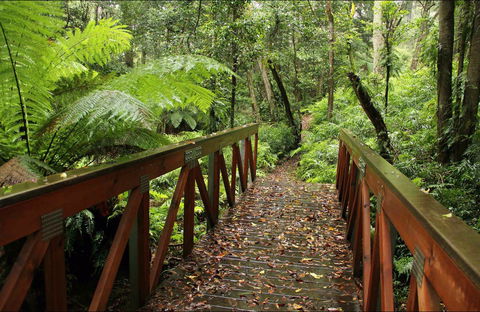 Goodenia Rainforest Walking Track - Accommodation BNB 0