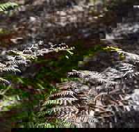 Langwarrin Flora and Fauna Reserve Walking Trails - Accommodation BNB