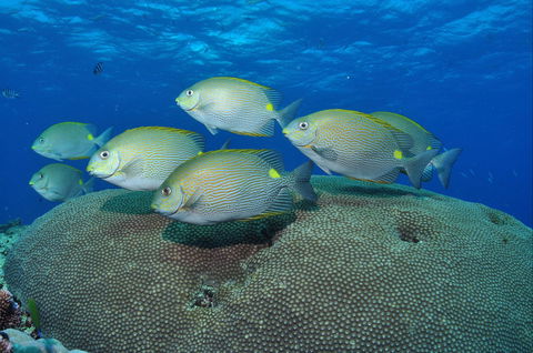Lodestone Reef - Accommodation BNB 0