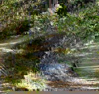 McDirtys Walking Track - Accommodation BNB