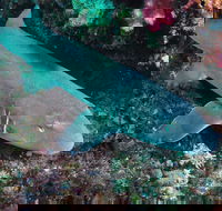 Middle Reef Dive Site - Accommodation BNB