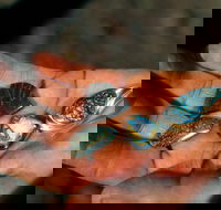 Opalton - Accommodation BNB