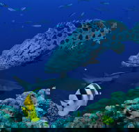 Osprey Reef - Accommodation BNB