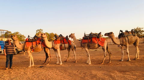 Broken Hill Camels - Accommodation BNB 0