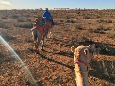 Broken Hill Camels - Accommodation BNB 2