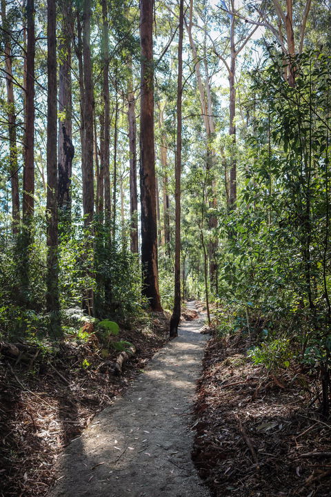 Coopernook Forest HQ - Accommodation BNB 1