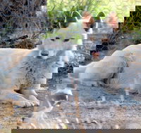 Durong Dingo Sanctuary - Accommodation BNB