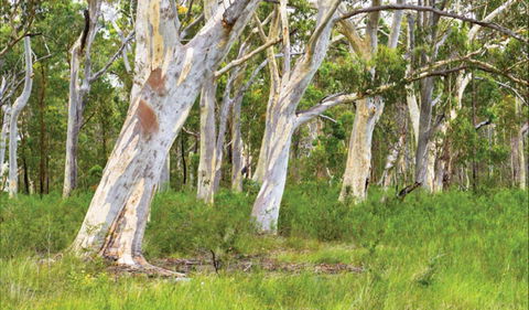 Freshwater Track - Accommodation BNB 0