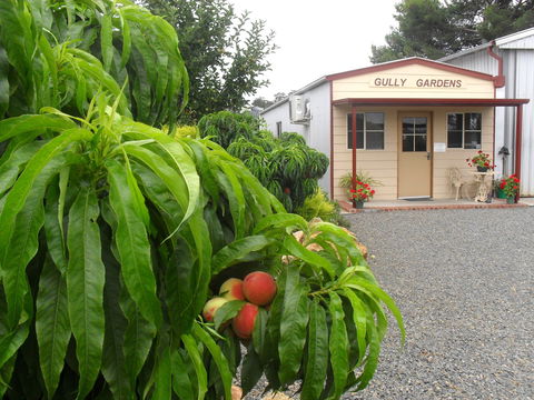 Gully Gardens - Accommodation BNB 0