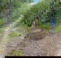 Kangaroo River Walking Track - Accommodation BNB