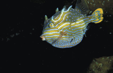 Mushroom Reef Marine Sanctuary - Accommodation BNB 0