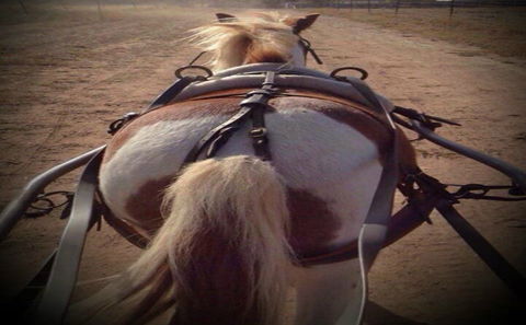 Outback Pony Rides Farm Experience - Accommodation BNB 2