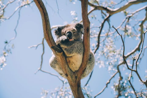 Samford Conservation Park And Bunyaville Conservation Park - Accommodation BNB 2