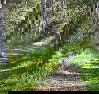 Stoodley Forest Walk and Arboretum - Accommodation BNB