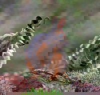 Arkaroola Wilderness Sanctuary - Accommodation BNB