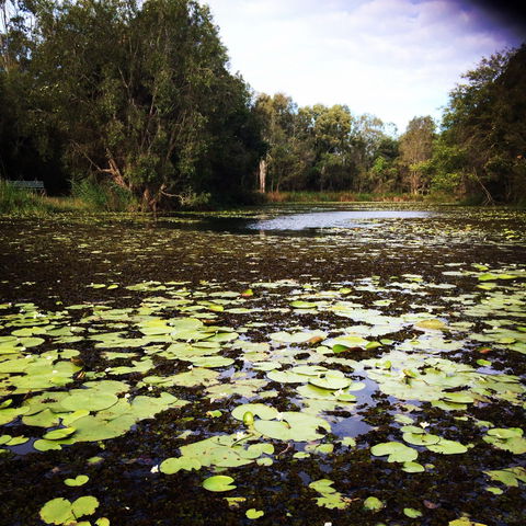 Baldwin Swamp Environmental Park - Accommodation BNB 1