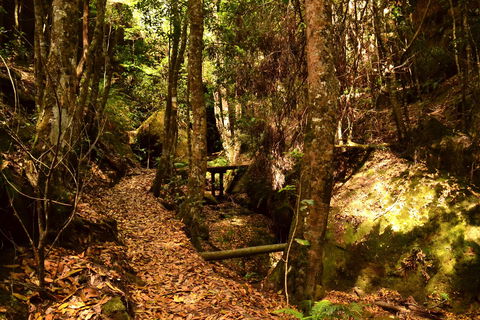 Cave Creek Walking Track - Accommodation BNB 2