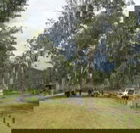 Chaelundi National Park - Accommodation BNB