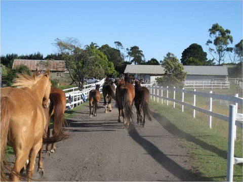 Darkes Forest Riding Ranch - Accommodation BNB 0
