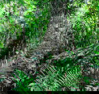 Djiru National Park - Accommodation BNB