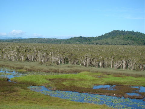Eubenangee Swamp National Park - Accommodation BNB 1