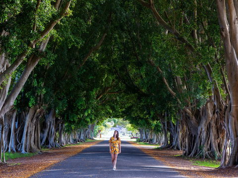Fig Tree Avenue - Accommodation BNB 0