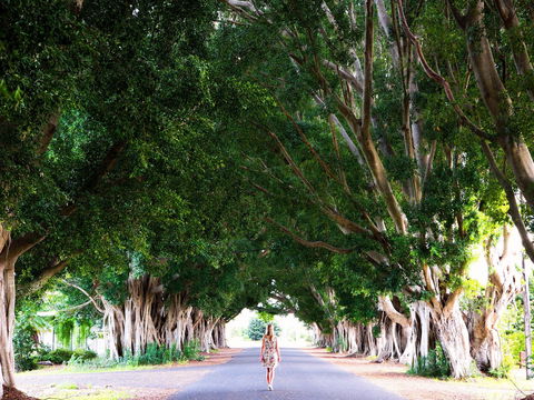 Fig Tree Avenue - Accommodation BNB 2