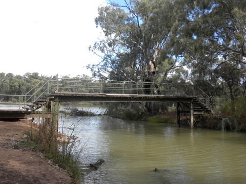 Junction Island Nature Reserve, Canoe Tree And Walking Track - Accommodation BNB 0